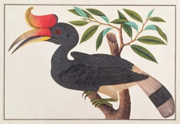 Neshornfugl, fra Tegninger av fugler fra Malacca, ca. 1805-18 (wc på papir)